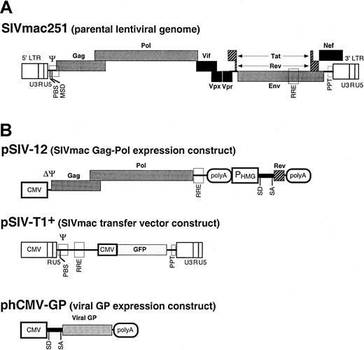 Fig. 1. Generation of SIVmac251-derived vectors. / The genome of an infectious molecular clone of SIVmac (SIVmac251) (A) was used to derive constructs encoding the packaging functions and constructs carrying the transfer vector (B). Expression constructs expressing various viral GPs were also designed. The filled boxes represent the viral genes. The open boxes show thecis-acting sequences. LTR indicates long terminal repeat; CMV, human cytomegalovirus immediate-early promoter; PBS, primer binding site; MSD, major splice donor site; Ψ, packaging sequence; RRE, Rev-responsive element; PHMG, HMG promoter; polyA, polyadenylation site; SD, splice donor site; SA, splice acceptor site; SV40, simian virus 40 early promoter. Vector particles were produced by cotransfection of plasmids harboring the packaging functions, the viral GPs, and the transfer vector into 293T cells. The supernatants of transfected cells were collected during transient expression, concentrated by ultracentrifugation, and used for target cell transduction.