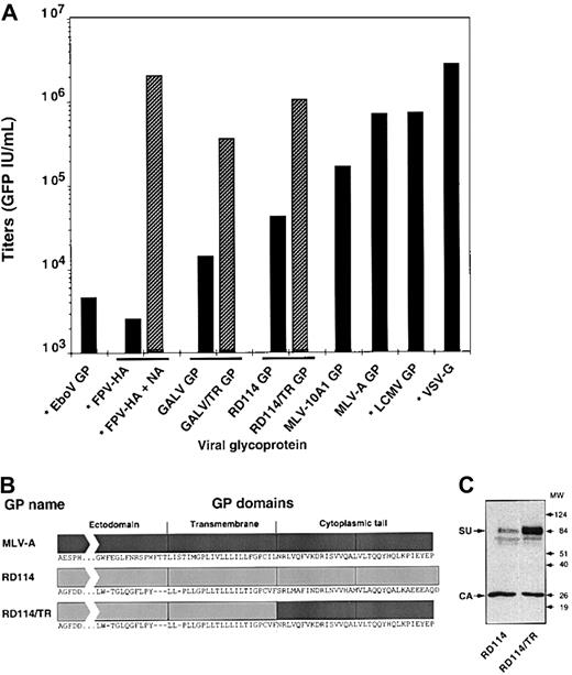 Fig. 2. Infectious titers of SIVmac-derived vectors pseudotyped with different viral GPs. / Vectors carrying the GFP marker gene were generated with the indicated GPs of retroviral or nonretroviral (stars) origins. TE671 target cells were infected with dilutions of nonconcentrated vector preparations and the percentage of GFP+ cells was determined 3 days after infection. Infectious titers were calculated as GFP IU/mL. In duplicate experiments, vector producer cells expressing the FPV-HA were treated with 2 U Clostridium perfringensneuraminidase (Sigma-Aldrich, Saint Quentin, Fallavier, France) for 24 hours to induce the release of HA-pseudotyped particles from the surface of producer cells (FPV-HA + NA). (B) Schematic representation of the RD114/TR chimeric GP in which the cytoplasmic domain of the RD114 GP was replaced with that of the MLV-A GP. The sequences of the 3 topologic domains, ectodomain, transmembrane, and cytoplasmic tail, are shown. The GALV/TR chimeric GP was modified in a similar manner. (C) Incorporation of RD114 and RD114/TR GPs in virions was assessed in immunoblots of SIV vector particles pelleted through 20% sucrose cushions, using anti-RD114 SU and anti-CA antibodies. The position of the molecular weight markers is shown (kd).