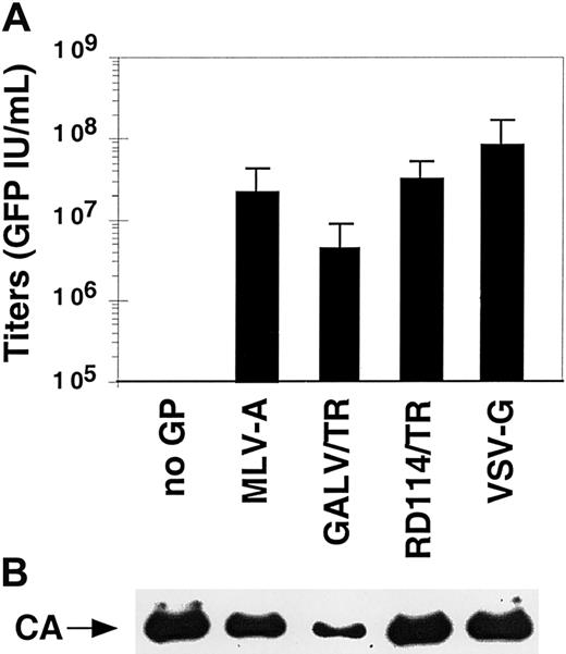 Fig. 3. Characterization of pseudotyped SIV-based vector stocks. / (A) Infectious titers of SIVmac-based vector stocks pseudotyped with the indicated GPs and concentrated by ultracentrifugation. The mean titers ± SD from 9 individual experiments performed on TE671 target cells are shown. (B) Detection of physical particles was performed by immunoblotting of representative purified vector stocks using anti-SIV-CA (capsid) antibodies.
