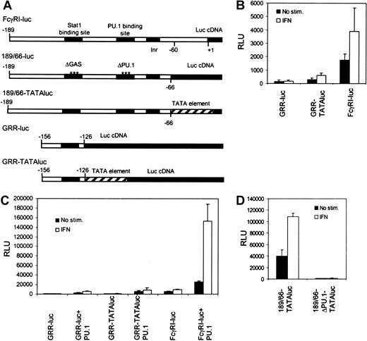 Fig. 1. Stat1-binding site alone is not sufficient to drive IFN-γ–inducible transcription of FcγRI gene. / (A) Schematic diagram of the reporter constructs. (B) RAW264.7 cells were transfected with different reporter constructs, and luciferase activity was measured after 6 hours of treatment with IFN-γ. (C) The same reporter constructs as in panel B were analyzed in U3A cells. U3A cells were transfected with 1 μg reporter, 0.5 μg β-galactosidase plasmid, 250 ng Stat1, and 50 ng PU.1 and either not stimulated or stimulated with IFN-γ for 6 hours before measurement of luciferase activity. (D) RAW264.7 cells were transfected with 189/66-TATAluc or 189/66-ΔPU.1-TATAluc and analyzed as in shown in panel B. Values shown (± SD) are from 3 different experiments.