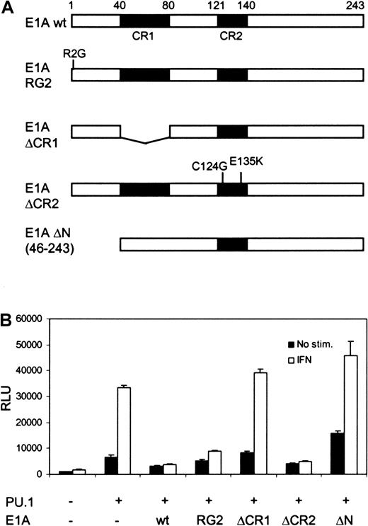 Fig. 2. The effect of E1A on basal and IFN-γ–induced transcription of FcγRI. / (A) Schematic diagram of the E1A constructs. (B) Equimolar amounts (determined by Western blotting) of E1A constructs were transfected into U3A cells together with FcγRI-luc, Stat1, and PU.1. Experimental conditions and DNA amounts were the same as in Figure 1C. Mean (± SD) normalized values from 3 experiments are shown.