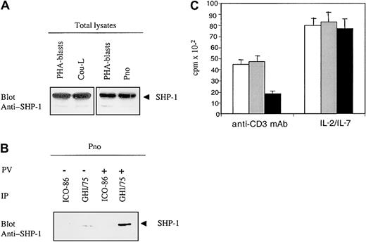 Fig. 5. CTCL cells express a functional ILT2/CD85j receptor. / (A) Probing of the CTCL-derived cell lines Pno and Cou-L for presence of SHP-1: Western blot of whole cell lysates with an anti–SHP-1 polyclonal antibody. T-cell-rich PHA–stimulated PBLs served as positive controls. (B) ILT2/CD85j recruits SHP-1 in Pno cells: ILT2 immunoprecipitates from pervanadate-untreated and pervanadate-treated Pno cells were blotted with an anti–SHP-1 antibody. (C) Cross-linking of surface ILT2 inhibits the anti-CD3–induced proliferation while not affecting the cytokine-driven proliferation of Pno cells. Pno cells (3 × 104) were activated with immobilized anti-CD3 mAb or IL-7 as described in “Patients, materials, and methods,” in the presence of medium alone (white histograms), in the presence of isotype control mAb (gray histograms), or in the presence of anti-ILT2 mAb (black histograms), cross-linked with GAM Ig.
