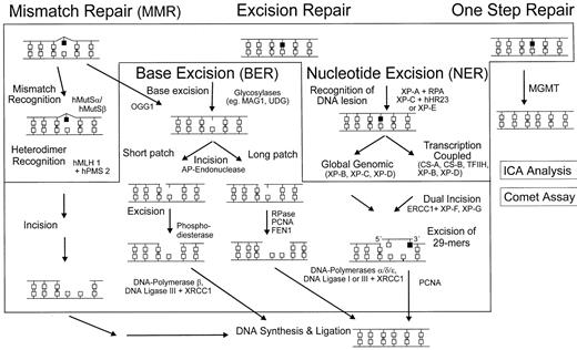 Fig. 1. Multiple mechanisms of DNA repair in mammalian cells. / Removal of primary adducts is performed by several repair pathways, each depending on a couple of distinct proteins. These repair proteins eliminate specific DNA adducts either directly (eg, MGMT at the O6-position of guanine) or, after damage recognition, initiate a cascade of steps leading to excision reactions, resynthesis, and subsequently, religation of the repaired patches.