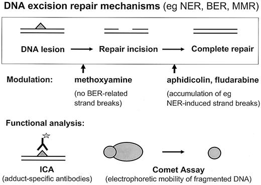 Fig. 2. Schematic depiction of functional assays to measure DNA repair at the single-cell level. / Formation and removal of drug-induced adducts in nuclear DNA is detected by the immunocytological assay (ICA). The amount of repair incisions is monitored by single-cell gel electrophoresis (comet assay).