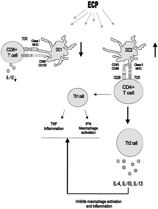 Fig. 4. Modulation of DC function by ECP. / ECP modulates DC populations, resulting in an increase in CD83+, CD86+ plasmacytoid DC2 cells with a concordant decrease in CD80+, CD123+ monocytoid DC1 cells. These stimulate Th2 T-helper cells to secrete Th2 cytokines, which indirectly inhibit Th1-mediated alloreactivity.