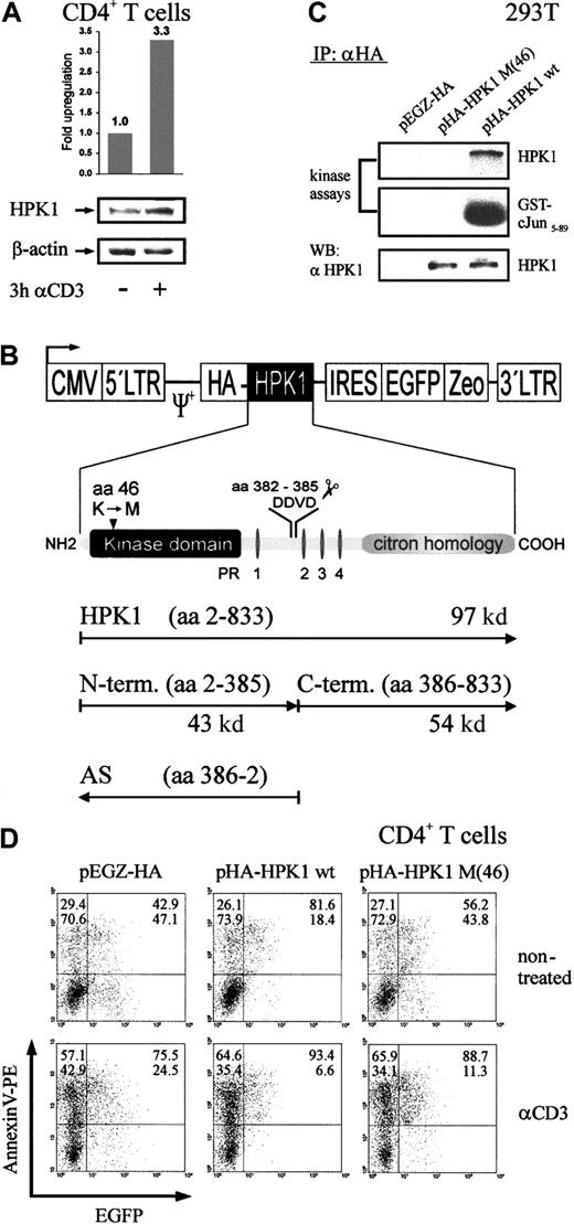 Fig. 1. HPK1 facilitates spontaneous and αCD3-mediated apoptosis in primary murine CD4+ T cells. / (A) Restimulation of primary murine CD4+ T cells with αCD3 mAb for 3 hours results in an increase of HPK1 levels. Naive primary CD4+ T cells from LNs of DO 11.10 TCR tg mice were stimulated with OVA peptide for 24 hours. After 4 days of expansion in the presence of IL-2, the cells were either left untreated (–) or restimulated with plate-bound αCD3ε mAb for 3 hours (+). Using Abs specific for HPK1 or β-actin, 80 μg whole cellular proteins was immunblotted. Representative blots from 3 independent experiments are shown. (B) Schematic structure of HPK1 and HPK1-encoding retroviral vectors. Four proline-rich motifs (PR 1-4) within potential SH3 binding sites, the caspase cleavage motif DDVD, and the position of kinase-death mutation K to M at position 46 are indicated. (C) HPK1 expressed from the retroviral construct pHA-HPK1 wt is catalytically active. The indicated retroviral constructs were transfected into 293T cells. After 48 hours, the cells were lysed, proteins were precipitated with an αHA mAb, and in vitro kinase assays were performed using GST-cJun5-89 as an exogenous substrate. HPK1 expression in precipitates is shown below. Phosphorylation was visualized by autoradiography (top and middle panels). Representative blots from 4 independent experiments are shown. (D) CD4+ T cells from LNs of DO 11.10 TCR tg mice were stimulated with OVA peptide and infected. After 4 days of expansion in the presence of IL-2, the cells were either left untreated (upper panel) or restimulated with plate-bound αCD3ε mAb for 8 hours (lower panel), stained with Annexin V–PE, and analyzed by FACS. Representative data from 3 independent experiments are shown.