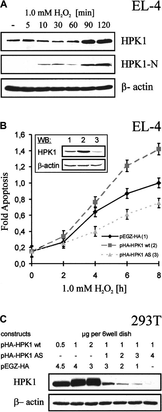 Fig. 2. HPK1 enhances apoptosis of EL-4 cells by ROS. / (A) HPK1 is up-regulated and cleaved upon induction of H2O2-mediated apoptosis in EL-4 cells. EL-4 cells were stimulated with 1 mM H2O2 for 0 to 120 minutes. Whole cellular proteins (100 μg) were resolved by SDS-PAGE, immunoblotted, and detected with Abs specific for HPK1 (which indicates full-length HPK1, above, or the N-terminal cleavage product) or β-actin. Representative blots from 3 independent experiments are shown. (B) HPK1 promotes H2O2-mediated apoptosis of EL-4 cells. EL-4 cell lines transduced with pEGZ-HA, pHA-HPK1 wt, or pHA-HPK1 AS viruses were left either untreated or treated with 1 mM H2O2 for 2 to 8 hours. Cell-cycle profiles were determined using propidium iodide staining by FACS analysis. SubG1 phase cells were identified as apoptotic cells. The graph shows the fold up-regulation of apoptosis of cells expressing HPK1 (or HPK1 AS) compared to that of control cells transduced with pEGZ-HA. The results presented are the mean values of 5 independent experiments. In the inset (above, left), an immunoblot is shown, which demonstrates the suppressive effect of human HPK1-AS RNA on the expression of endogenous murine HPK1. Whole protein extracts (80 μg) were fractionated from EL-4 cells stably infected with control pEGZ-HA (lane 1), pHA-HPK1 wt (lane 2), or pHA-HPK1 AS viruses (lane 3). Below, the expression of β-actin is shown as loading control. (C) HPK1-AS RNA strongly reduces HPK1 expression. Human 293T cells were cotransfected with retroviral DNAs. After 48 hours, cells were lysed, 50 μg proteins was resolved by SDS-PAGE and immunoblotted with Abs specific for HPK1 or β-actin. Representative blots from 3 independent experiments are shown.