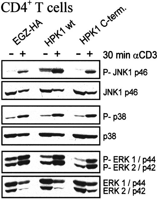 Fig. 4. HPK1 enhances JNK activation in primary CD4+T lymphocytes. / CD4+ T cells from LNs of DO 11.10 TCR tg mice were stimulated with OVA peptide for 24 hours and infected with the indicated retroviruses. After 2 days of expansion, the cells were sorted for infected EGFP-positive cells. One day later the cells were either left untreated (–) or restimulated with plate-bound αCD3ε mAb for 30 minutes (+). Whole cell protein extracts were prepared from 3 × 105 cells each and immunoassayed using the indicated Abs.
