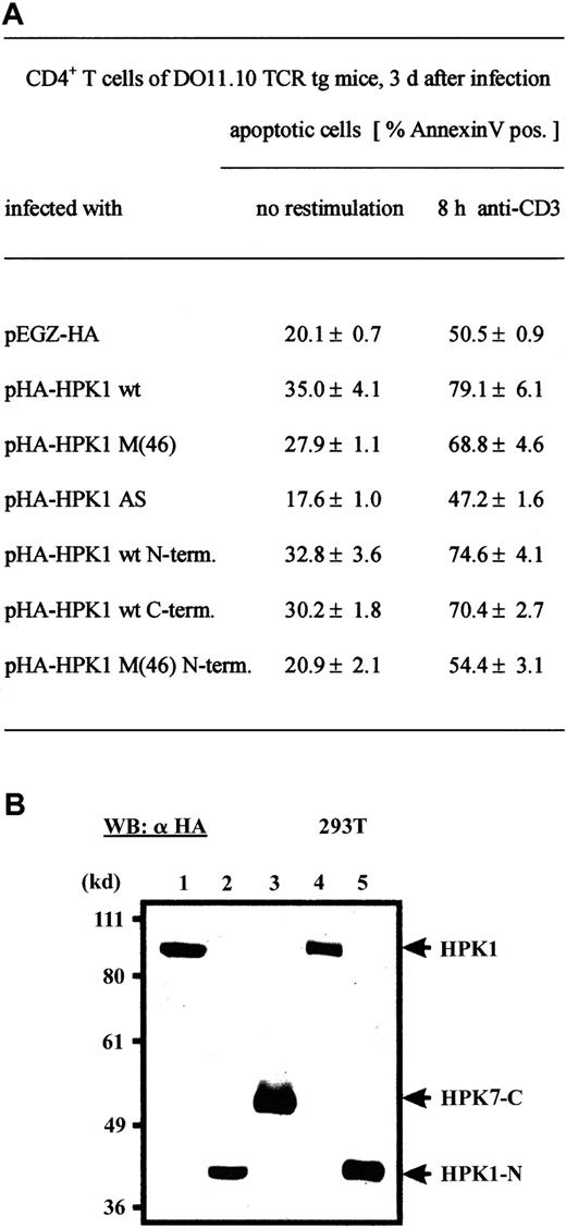 Fig. 5. HPK1 activity enhances spontaneous and TCR-mediated apoptosis in primary CD4+ T cells. / (A) CD4+ T cells from LNs of DO 11.10 TCR tg mice were stimulated with OVA peptide for 24 hours and infected with the indicated retroviruses. After 3 days of expansion, the cells were either left untreated or restimulated with plate-bound αCD3ε mAb for 8 hours and analyzed by FACS. Mean values from 5 independent experiments are shown. (B) Expression of HPK1 proteins after transfection of retroviral vectors expressing pHA-HPK1 wt (lane1), pHA-HPK1 wt N-terminus (lane 2), pHA-HPK1 wt C-terminus (lane 3), pHA-HPK1 M(46) (lane 4), or pHA-HPK1 M(46) N-terminus (lane 5) into 293T cells. Forty-eight hours after transfection, 40 μg cellular proteins was electroblotted and assayed using an αHA mAb.