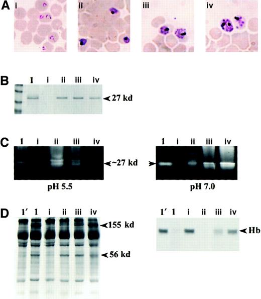 Fig. 1. Stage-specific expression of FP-2. / (A) Giemsa-stained smears of highly synchronized parasites at ring (i), early trophozoite (ii), late trophozoite (iii), and schizont (iv) stages. (B) Immunoblot analysis of rFP-2 (lane 1) and soluble parasite extracts from 1 × 108 parasites/lane (lanes: i, rings; ii, early trophozoites; iii, late trophozoites; iv, schizonts) using antibodies raised against rFP-2. (C) Gelatin substrate analysis: rFP-2 (lane 1) and soluble parasite extracts from 1 × 108 parasites/lane were analyzed by 10% gelatin substrate SDS-PAGE. Protease activity at pH 5.5 and at pH 7.0 was identified as clear bands against a Coomassie blue–stained background. (D) Cleavage of human erythrocyte membrane skeletal proteins (left) and hemoglobin (right): 5 μL human erythrocyte IOVs (2 mg/mL) (lane 1′, left panel) in 5 mM sodium phosphate buffer, pH 7.0, 1 mM DTT or 3 μg human hemoglobin (lane 1′, right panel) in 100 mM sodium acetate, pH 5.5, and 1 mM DTT were incubated with 0.2 μM rFP-2 (lanes 1) or identical volumes of soluble parasite extracts for 30 minutes (IOVs) or 60 minutes (Hb) at 37°C, followed by SDS-PAGE analysis.