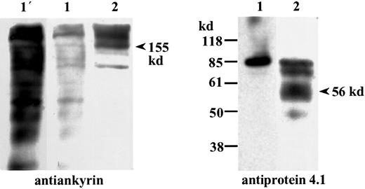 Fig. 2. Immunoblot analysis of intact cells directly solubilized in boiling SDS sample buffer. / Blots were probed with antiankyrin and antiprotein 4.1 antibodies. Lane 1, uninfected and ring-infected RBCs. Lane 2, trophozoite- and schizont-infected RBCs. Truncated ankyrin and protein 4.1 of approximately 155 kd and approximately 56 kd, respectively, were detected in trophozoite- and schizont-infected RBCs but not in uninfected or ring-infected RBCs. Note that in the left panel, overexposure of lane 1 did not detect the 155-kd band in uninfected and ring-infected RBCs (lane 1′).