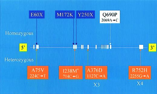 Fig. 1. Summary of new and previously described coding sequence changes of the. / TfR2 gene. Text box color code is as follows: purple indicates previously described homozygous mutations, white indicates a novel homozygous mutation, and orange indicates heterozygous sequence changes. The asterisk indicates a previously described heterozygous sequence change. For each sequence change identified in this study, both the amino acid (above) and cDNA nucleotide (below) changes are indicated.