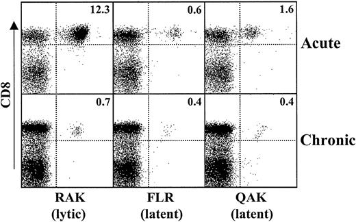 Fig. 1. Relative expansion and contraction of EBV lytic and latent epitope-specific CD8+ T-cell populations after resolution of AIM. / PBMCs were isolated from patients with AIM (acute) and 12 months after the resolution of symptoms (chronic). Cells were stained for CD8 and HLA class 1 tetramers specific for lytic (RAK) and latent (FLR, QAK) epitopes of EBV. Histograms show the 2-color staining characteristics of cells that were first gated on forward and side scatter. The percentage of cells in each quadrant is indicated. Results are representative of those from at least 10 different persons investigated.