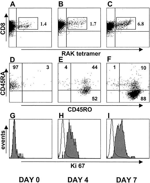 Fig. 7. Re-activation of EBV lytic epitope (RAK)–specific CD45RA+ T cells with RAK peptide. / CD8+, CD45RA+ T cells (97% purity) were isolated from the peripheral blood of a person who recovered from AIM 20 years earlier. Cells were stimulated with RAK peptide-pulsed irradiated APC. On days 0 (A, D, G), 4 (B, E, H), and 7 (C, F, I), the cells were stained with anti-CD8 mAb and B8-RAK tetramer (A-C, respectively). CD45 isoform expression was determined on the RAK-specific cells on the same days (D, E, F, respectively). The extent of cell cycling was determined at the same time by reactivity with Ki67 antibody (G-I, respectively). Similar results were obtained in a second identical experiment using blood from a different donor.