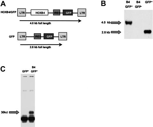 Fig. 1. Structure and expression of the HOXB4 retrovirus. / (A) Schematic representation of the MSCV-HOXB4-IRES-GFP (B4-GFP) construct and the MIG (GFP) control vector. (B) Southern blot analysis of CB cells after 4 weeks in vitro culture hybridized with a GFP probe. (C) Immunoblotting of 293 cells transfected with the FLAG-tagged B4-GFP virus.