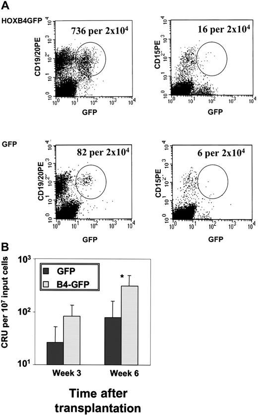 Fig. 5. Lymphomyeloid repopulation in NOD-SCID mice transplanted with HOXB4-GFP– and GFP-transduced CB cells. / Three cohorts of NOD/SCID mice were injected with different dilutions of CB cells infected either with the HOXB4 or the GFP virus. (A) FACS analysis of a representative lymphomyeloid-engrafted mouse of the HOXB4 and the GFP cohort after injection of 2.5 × 105CD34+ cells 6 weeks after transplantation. The number of human transduced lymphoid (GFP+/CD19+) and myeloid (GFP+/CD15+) cells is shown. Human lymphomyeloid engraftment was defined as at least 5 GFP+/CD19+ and GFP+/CD15+ cells/2 × 104events.19 (B) CRU frequency among HOXB4-GFP– and GFP-transduced CB cells in NOD/SCID mice. Analysis of BM aspirates and total BM was performed 3 and 6 weeks after transplantation and analyzed with Poisson statistics. *P = .02.