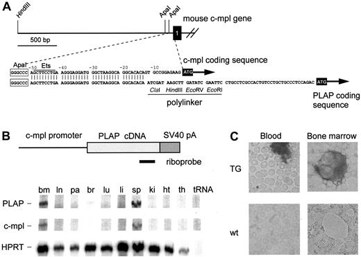 Fig. 1. Transgene construct and expression of PLAP mRNA and protein in adult mice. / (A) Mouse c-mpl gene (top) with sequences of the 5′-upstream region (enlarged) aligned with the c-mpl/PLAP transgene. Black box represents c-mpl exon 1. Start codons for c-mpl and PLAP are highlighted. The transgene retains most of the c-mpl 5′-untranslated region. (B) Transgenic construct and position of the riboprobe used for the detection of PLAP mRNA expression. Tissues of mice heterozygous for the PLAP transgene were analyzed: bm, bone marrow; ln, mesenteric lymph node; pa, pancreas; br, brain; lu, lung; li, liver; sp, spleen; ki, kidney; ht, heart; th, thymus. Riboprobes for PLAP, c-mpl, and HPRT were mixed to allow the simultaneous detection of PLAP, endogenous c-mpl, and HPRT mRNAs. (C) PLAP protein expression in platelets and megakaryocytes of wild-type (wt) and transgenic (TG) mice. Dark staining indicates PLAP activity. Note that platelets have aggregated in the blood smear from TG. Magnification × 500.