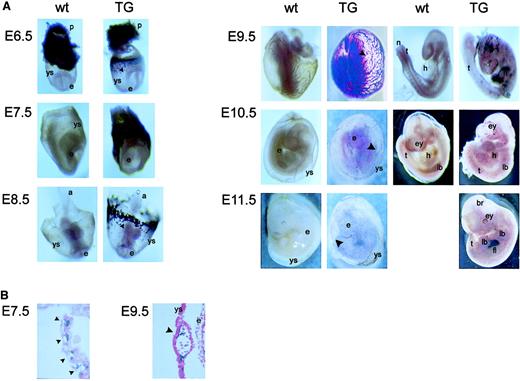 Fig. 2. Transgene expression in mouse embryos. / (A) Wild-type (wt) and transgenic (TG) embryos from E6.5 through E11.5 were collected and assayed in situ for PLAP enzymatic activity (blue staining). Embryos from E9.5 to E11.5 are shown with yolk sac (left column) and without yolk sac (right column). a indicates allantois; br, brain; e, embryo proper; ey, eye; fl, fetal liver; h, heart; lb, limb bud; n, notochord; p, placenta; t, tail; ys, yolk sac. Filled arrowheads point to blood islands or blood vessels in the yolk sac. Magnification × 10-20. (B) Paraffin sections at E7.5 and E9.5 show transgene expression in blood islands or blood vessels of the yolk sac. Annotations are as in panel A. Magnification × 200.