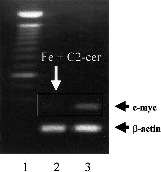 Fig. 5. Effect of C2-ceramide on iron-inducedc-myc expression by HSFCs. / HSFCs were precultured with 1 mM ferric citrate for 7 days, then transferred to 96-well plates and incubated with 25 μM C2-ceramide in the presence of 1 mM ferric citrate for another 24 hours. Then the cells were harvested and RNA was extracted and examined by RT-PCR. The remainder of the experiment was performed as described in Figure 4. Lane 1, DNA markers; lane 2, HSFCs precultured with ferric citrate then cultured with ferric citrate plus C2-ceramide; lane 3, HSFCs cultured with ferric citrate.