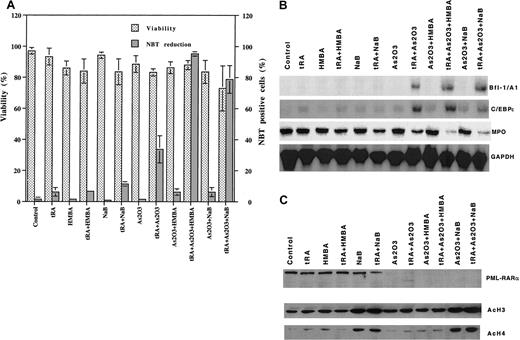 Fig. 5. Differentiation, gene induction, PML-RARα degradation, and histone acetylation by different combinations of As2O3, tRA, and HMBA or NaB in R4 cells. / R4 cells were treated with 10−6 M tRA, 0.5 μM As2O3, and 2 mM HMBA or 0.5 mM NaB, alone or as in indicated combinations, for 3 days. (A) Differentiation. Differentiation was determined by NBT reduction. (B) Gene induction. Bfl-1/A1, C/EBPε and myeloperoxidase (MPO) were determined by Northern blot analysis. (C) PML-RARα degradation and histone acetylation. PML-RARα, AcH3, and AcH4 protein levels were detected by Western blot analysis.