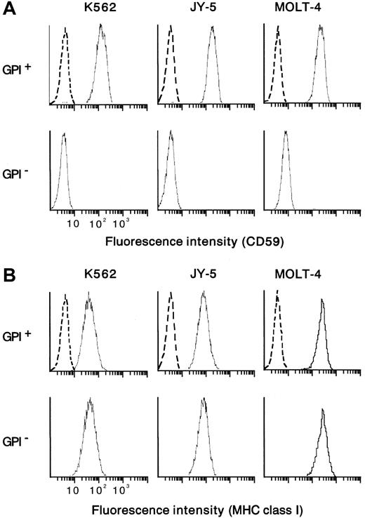 Fig. 1. Flow cytometric analysis of the expression of CD59 and MHC class I on the target cells. / Cells positive and negative for GPI were prepared from myeloid (K562) and lymphoid (B, JY-5; T, MOLT-4) cell lines. CD59 was missing from GPI− cells but appeared on the control counterparts (GPI+ cells) (A). The pair of the mutant (GPI−) and control (GPI+) cells of each cell line expressed the MHC class I equally (B). Dotted lines show nonspecific background staining with isotype-matched mouse Ig instead of MoAb.