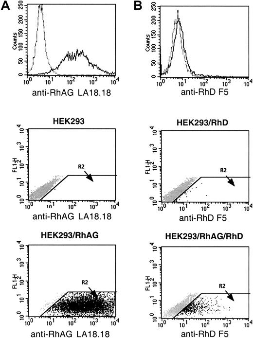 Fig. 1. Flow cytometric analysis of HEK293 cells expressing recombinant RhAG and RhD antigen. / (A) The mouse MAb LA18.18 was used to compare RhAG antigen expression on hygromycin-resistant HEK293/RhAG cells (____) and untransfected HEK293 cells (….). (B) The human MAb anti-D F5 was used to compare RhD antigen expression on hygromycin- and G418-resistant HEK293/RhAG/RhD cells (____) and HEK293/RhD cells (….). In dot-plot representations, the R2 region was defined as a positive region in which no signal was detected with negative controls (mouse IgG1 and human anti-K1 MAb).