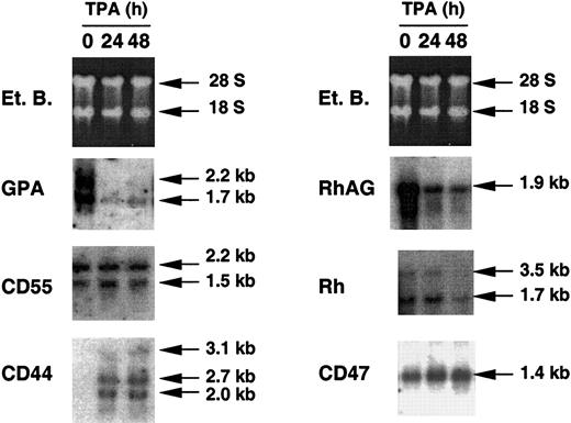 Fig. 3. Effect of TPA on the levels of erythroid, megakaryocytic, and ubiquitous endogenous transcripts of K562 cells. / Northern blot analyses were performed with RNA samples from wild-type K562 cells. Total RNAs were extracted from TPA-untreated cells (0) and from cells preliminarily treated with TPA for 24 and 48 hours (24 and 48). Ethidium bromide (Et. B.) staining revealed 2 bands, which corresponded to the ribosomal RNAs 28S and 18S and the intensity of which correlated with the amount of total RNA loaded on the agarose gel (10 μg). GPA, CD55, CD44, RhAG, Rh, and CD47 probes were prepared and labeled as described in “Materials and methods.” Blots were exposed overnight to Kodak BioMax MS film. With the Rh probe, exposure was performed for 48 hours. Several endogenous transcripts were found for GPA, CD55, CD44, and Rh.