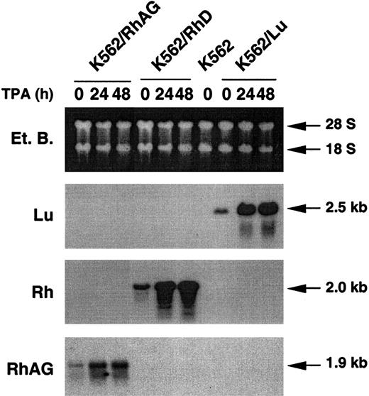 Fig. 4. Expression of recombinant Rh and RhAG transcripts under the control of CMV promoter is enhanced by TPA treatment of transfected K562 cells. / Northern blot analyses were performed with RNA samples from K562 cells and K562/RhAG, K562/RhD, and K562/Lu cells stably expressing RhAG, RhD, and Lu proteins, respectively. Total RNAs were extracted from TPA-untreated cells (0) and from transfected cells preliminarily treated with TPA for 24 and 48 hours (24 and 48). Lu, Rh, and RhAG probes were prepared and labeled as described in “Materials and methods.” Blots were exposed to Kodak BioMax MS film for 4 hours. On longer exposure, the endogenous Rh and RhAG transcripts were detected from K562 untransfected and transfected cells (not shown).