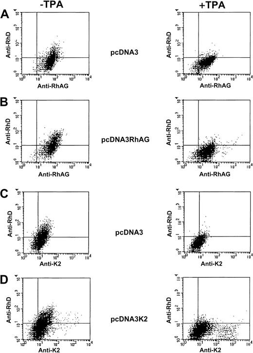 Fig. 6. Flow cytometric analysis of K562 cells transiently transfected with pcDNA3, pcDNA3/RhAG, and pcDNA3/K2 vectors. / Following double immunostaining experiments (as described in “Materials and methods”), simultaneous analysis of the RhD and RhAG antigen expressions (A,B) and of RhD and K2 antigen expressions (C,D) were performed on TPA-untreated cells (left panels) and TPA-treated cells (right panels).