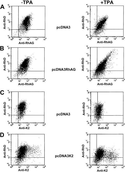 Fig. 7. Flow cytometric analysis of K562/RhD cells transiently transfected with empty pcDNA3, pcDNA3/RhAG, and pcDNA3/K2 vectors. / Following double immunostaining experiments, simultaneous analysis of the RhD and RhAG antigen expressions (A,B) and of RhD and K2 antigen expressions (C,D) were performed on TPA-untreated cells (left panels) and TPA-treated cells (right panels).