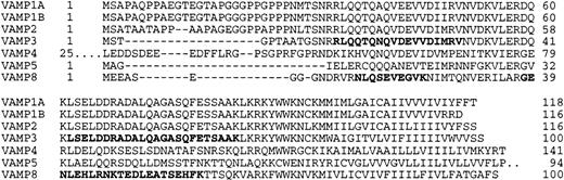 Fig. 1. Sequence comparison of human VAMP isoforms. / Platelet VAMPs were isolated by coimmunoprecipitation with antisyntaxin 4 antibodies. The sequences of VAMP-3 and VAMP-8 identified by microcapillary reverse-phase HPLC–nano-electrospray tandem MS are shown in boldface type. Alignments were carried out by using the ClustalW service at the European Bioinformatics Institute (http://www.ebi.ac.uk/clustalw). The 260-amino acid VAMP-7 is not shown in the alignment. Portions of VAMP-4 (N-terminal 25 amino acids, MPPKFKRHLNDDDVTGSVKSERRNL) and VAMP-5 (amino acids 95-116, QSSDSSSAPRTQDAGIASGPGN) also are not shown.