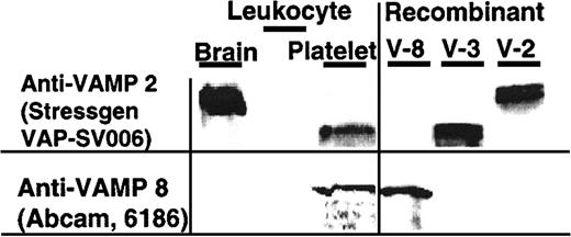 Fig. 2. VAMP-3 and VAMP-8, but not VAMP-2, are VAMP isoforms present in human platelets. / SDS lysate of brain tissue (50 μg; Clontech 7800-1, BD Biosciences, Palo Alto, CA), leukocytes (8 × 103 leukocytes and 1 × 103 platelets), and platelets (4 × 107 platelets containing 4 × 103leukocytes) (left panel) and rVAMP proteins (100 ng each; right panel) were analyzed by SDS-PAGE and immunoblotting. The membranes were probed with the indicated primary anti-VAMP antibodies. There were twice as many leukocytes in the leukocyte sample as in the platelet sample.