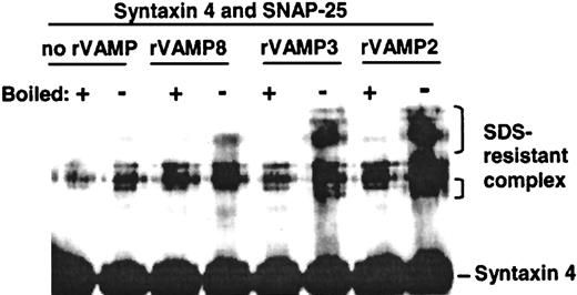 Fig. 4. All 3 recombinant VAMPs formed SDS-resistant ternary SNARE complexes in vitro. / Equimolar amounts of SNAP-25, syntaxin 4, and rVAMP-2, rVAMP-3, or rVAMP-8 were incubated together, and the samples were analyzed by SDS-PAGE and immunoblotting using antisyntaxin 4 primary antibodies. The incubation time, buffer composition, and temperature mimicked the conditions in the experiments studying the effects of rVAMPs on secretion in permeabilized platelets. Note that rVAMP-2, the negative control in the granule-secretion experiments, interacted readily with other SNAREs to form stable SNARE complexes in vitro.