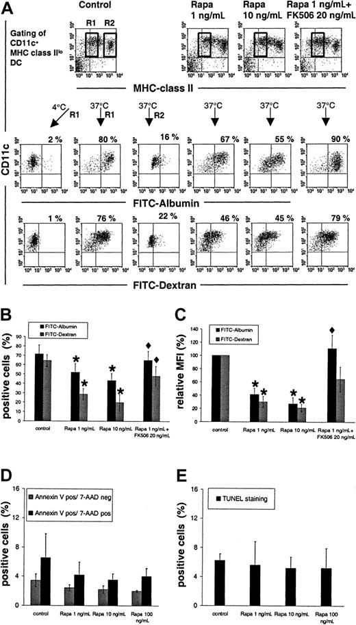 Fig. 2. Rapamycin inhibits endocytosis by GM-CSF–expanded immature BM-derived DCs. / (A-E) BM-derived DCs were expanded for 7 days with GM-CSF only, as described in “Study design”; rapamycin (Rapa) was added at day 2 (± FK506) at the concentrations indicated. (A-C) FITC-albumin and FITC-dextran internalization at 37°C and 4°C (negative control), MHC class II (IAb β-chain), and CD11c expression were analyzed by 3-color flow cytometry. CD11c+ MHC class IIlo cells were gated to determine endocytosis specifically in immature DCs. Regions R1 and R2 show endocytotic activity of immature MHC class IIlo and mature MHC class IIhi DCs, respectively. (A, B) Numbers indicate the percentage of CD11c+ MHC class IIlo cells positive for the marker indicated. (B, C) Data represent mean values (± SE) of CD11c+ MHC class IIlo cells after subtraction of background fluorescence (4°C). Differences between paired cultures were compared by the 2-tailed Student t test for paired samples (*P ≤ .01 vs control; ♦P < .05 vs Rapa 1). (D, E) Apoptosis of CD11c+ DC was determined by annexin-V/7-AAD staining (D) and the TUNEL assay (E). Numbers represent mean values (± SE). Incidences of apoptotic (annexin-V positive/7-AAD negative or TUNEL positive) or secondary necrotic (annexin-V positive/7-AAD positive) cells were consistently lower than 10%. There was a trend towarddecreased apoptosis/cell death in rapamycin-treated cultures, but the differences were not statistically significant. (A-C) Results are representative of 4 separate experiments. (D, E) Results are representative of 2 (TUNEL assay) and 3 (annexin-V/7-AAD assay) separate experiments.