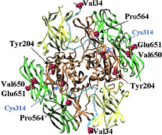 Fig. 1. Factor XIII A-subunit structure and location of common coding polymorphisms. / The structure shown is that of recombinant factor A-subunit dimer, modeled with the use of x-ray crystallography coordinates from Weiss et al.11 The catalytic core region is colored orange; the beta-sandwich, yellow; the 2 beta-barrels, green; and the activation peptide, cyan. Highlighted are the active-site cysteine residue and 5 residues (Val34, Tyr204, Pro564, Val650, and Glu651) that show common variation in the general population (Table2).