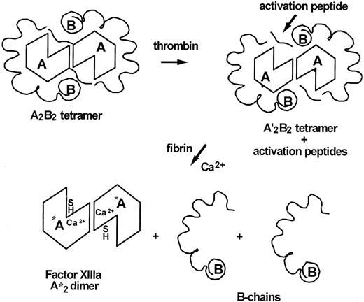 Fig. 2. Factor XIII tetrameric structure and activation. / Plasma factor XIII is a heterologous tetramer consisting of 2 A- and 2 B-subunits. The A-subunits contain the enzyme's active site, and the B-subunits serve a carrier function of the hydrophobic A-subunit in the aqueous environment of human plasma. Activation of factor XIII involves cleavage of the activation peptides from the A-subunit, which then may or may not dissociate from the complex. In a second step, calcium and fibrin induce the dissociation of the B-subunits from A to expose the active site's thiol group.
