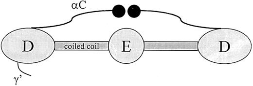 Fig. 3. Schematic representation of the fibrinogen molecule. / Fibrinogen consists of 6 polypeptide chains held together by disulfide bonds in a molecule with bilateral symmetry. Illustrated in the Figure are the central region (E), which contains the fibrinopeptides; the distal region (D); α-helical coiled-coil segments parts of which are included in both the D and E regions; αC-domain; and the γ′ segment, which contains a thrombin and factor XIII binding site.