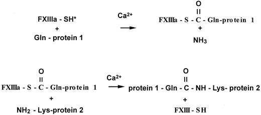 Fig. 4. Cross-linking reaction catalyzed by activated factor XIII. / Activated factor XIII first forms a thioester bond with a select protein-bound glutamine residue, releasing ammonia. The thioester intermediate then reacts with a primary amine from a protein-bound lysine residue, a polyamine, or other primary amines, resulting in an amide or isopeptide bond.