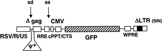 Fig. 1. Schematic representation of lentiviral vector. / The full-length lentiviral genomic transcript is encoded by a Rous sarcoma virus (RSV)/HIVLTR RU5 chimeric promoter. The vector contains a mutation in the 3′ long terminal repeat (LTR) that is copied onto the 5′ LTR, which results in the self-inactivation of the vector upon transduction. Consequently, only the internal CMVpromoter remains active and expresses the GFP reporter gene. The WPRE, cPPT, CTS,Rev-responsive element (RRE), splice donor and acceptor sites, and residual gag sequence (Δgag) are indicated.