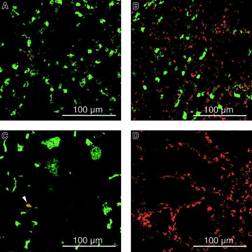 Fig. 3. Cell cycle analysis of transduced cells. / Immunohistochemistry on spleen (A,B), liver (C), and gut (D) sections for assessing BrdU incorporation from adult SCID (A,C,D) and Balb/c (B) mice injected intravenously with 109 TU HIV-GFP and implanted with BrdU-osmotic pumps. The analysis was performed 1 week after transduction, and green fluorescence corresponds to GFP-expressing cells. The red cells are BrdU+ cells that have proliferated, and the arrow defines lentivirally transduced nonparenchymal cells that had divided and stained BrdU+(cells that are not expressing GFP but have divided are red; cells that are expressing GFP but are not dividing are green; and cells that are expressing GFP and have divided are yellow). Scale bar is depicted.