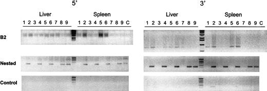 Fig. 5. Genomic integration analysis. / To detect integrated vector DNA in the liver and spleen of treated mice, a nested PCR was performed with primers specific for the lentiviral vector and for mouse B2 family repeats. Adult SCID mice were injected with 109 TU/mL HIV-GFP lentiviral vectors, which were killed after 1 month (lanes 2,4,6) or 3 months (lanes 8,9). Mice injected with PBS served as control (lanes 1,3,5,7). The integrated lentiviral genomes in liver and spleen yielded a 121-bp and a 166-bp fragment at their 5′ end (left gel) and 3′ end (right gel), respectively. The top panel corresponds to the PCR products from the B2-vector PCR reaction. The middle panel corresponds to the nested PCR products with the use of the lentiviral vector-specific primers. The lower panel is from control nested PCR performed with 10 ng nonamplified genomic DNA from liver and spleen of treated and control mice. No DNA was added in the PCR reactions in lane C.