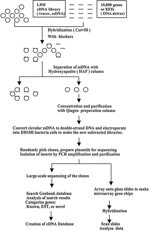 Fig. 1. Schematic for production of the normalized hematopoietic progenitor cDNA library and construction of microarray gene chips. / At top, single-strand circles represent the starting cDNA library produced by means of filamentous phage rescue. The ssDNA was hybridized with driver (10 000 IMAGE consortium cDNAs) with appropriate blocking oligonucleotides. The fraction that remains single stranded (flowthrough from HAP column) was converted to double-strand circles, electroporated into DH10Bα, and propagated under ampicillin selection to generate an amplified normalized cDNA library. Large-scale sequencing of clones was performed with the use of the M13AEK forward primer. To make the myeloid-specific gene chips, the sequenced cDNA clones were amplified by PCR, purified, and printed onto polylysine-coated glass slides.