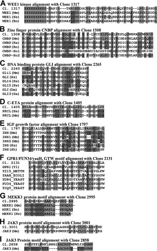 Fig. 3. Alignments of important motifs for 9 proteins identified in hematopoietic stem cells. / (A) Clone 1317 with 3 closely related WEE1 kinase protein family members, which play an important role in mitosis. (B) Clone 1508 with 5 closely related members of the Zinc-finger protein CNBP DNA-binding family, which play a role in gene transcription. (C) Clone 2265 with 6 GLI protein family members, all of which are Zinc-finger DNA-binding proteins. (D) Clone 1405 with 2 C–ETA type protein kinases. (E) Clone 1797 with 5 closed relative insulin/IGF/relaxin family members, which play a role in insulin expression and distribution. (F) Clone 2131 with 6 GPR1/FUN34/yaaH family members. (G) Clone 2995 with a region of homology to MEKK1 proteins. (H) (I) Regions of similarity between 2 clones (3001 and 2858) and the Jak3 protein.