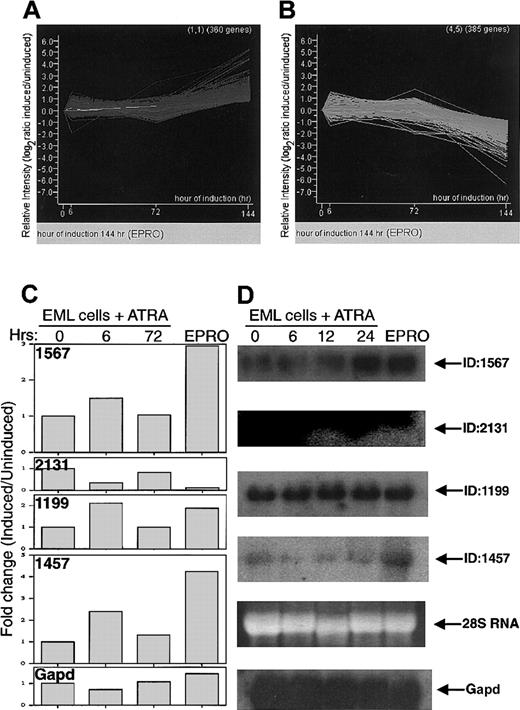 Fig. 4. Graphical representation of the change in gene expression over time in EML cells treated with ATRA/IL-3. / (A) (B) Each line represents a different gene. The time points (x-axis) represent 0, 6, 24, and 72 hours. The last point on this axis represents EPRO cells, a stage in differentiation beyond 72 hours. The y-axis shows the relative change in gene expression level as log2 (induced/uninduced). Thus, a value of +1 represents a 2-fold increase, and −1 equals a decrease to 50% of the value at time zero. (C) Quantitation of fold change in gene expression (as a ratio of induced/uninduced), for 4 novel genes and (Gapd),derived from microarray data, for 0 hours, 6 hours, and 72 hours of induction, and for EPRO cells. (D) Northern blot to confirm microarray data obtained with RNA from EML cells. Presented are hybridizations with 4 novel clones from our subtracted myeloid cDNA library, as well as Gapd for normalization. Also shown is the ethidium bromide staining of 28S RNA. RNAs are from EML cells treated with ATRA plus IL-3 for 0, 6, 12, and 24 hours to induce myeloid differentiation as well as from EPRO cells.