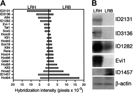 Fig. 5. (A) Graphic representation of hybridization intensity in pixels of 21 genes to the cDNA microarray. / Values for LRH are depicted by bars to the left; for Lin−HoechstLowrhodamineBright(LRB), by bars to the right. Gene name or novel gene ID number is indicated to the left. (B) Southern blot of amplified cDNAs derived by reverse-transcription PCR of entire mRNA populations from 2 cell preparations from primary sorted mouse bone marrow cells. The samples in each lane are as indicated on the figure. The probes used for hybridization are listed to the right of each panel. Hybridization with β-actin serves as a control for loading.