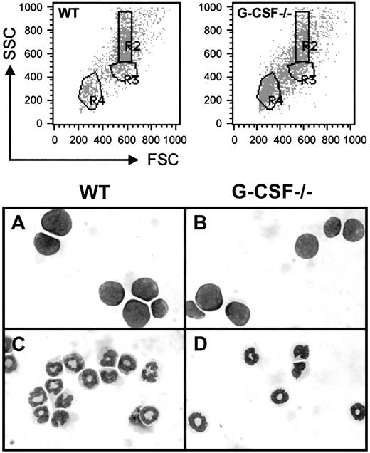 Fig. 1. Dot blot presentation of forward scatter (FSC) versus side scatter (SSC) of bone marrow cells from wild-type and G-CSF–deficient mice. / The bone marrow cells were fixed with paraformaldehyde and permeabilized using acidified Tween-20 as described in “Materials and methods” and then analyzed using a FACScan. RBCs and cellular debris have been gated out. Regions were set on the white blood cell (WBC) population to define lymphocytes (R4), blasts (R3), and granulocytes (R2). Cells in regions R2 and R3 were sorted, and cytospin preparations of these cells were stained with May-Grünwald-Giemsa. The morphology of these cells is shown in the bottom panel. Panels A and B represent cells in region R3, and panels C and D represent cells in region R2 from wild-type and G-CSF–deficient mice, respectively.