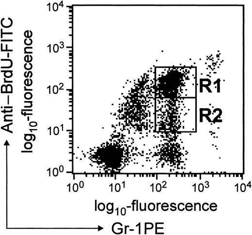 Fig. 2. Dot blot presentation of BrdU-labeled cells in blood. / WBCs were stained with anti–BrdU-FITC and anti–Gr-1-PE antibodies as described in “Materials and methods.” The fluorescence intensity corresponding to anti-BrdU staining is shown on the y-axis, and that due to Gr-1 staining is shown on the x-axis. Cells in regions R1 and R2 represent BrdUbright and BrdUdim granulocytes, respectively.