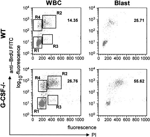 Fig. 4. Cell-cycle analysis of bone marrow cells from wild-type and G-CSF–deficient mice. / Mice of each genotype were injected with BrdU intraperitoneally. After 2 hours they were killed, and the bone marrow cells were harvested. The bone marrow cells were then fixed and permeabilized and labeled with anti–BrdU-FITC antibody. The cells were further stained with PI and then analyzed in a FACScan machine using Cell Quest software. The relative DNA content of a cell as measured by PI uptake is represented on the x-axis, and the cells in S-phase as determined by BrdU uptake are represented on the y-axis. The left-hand panel shows the plot for total WBCs, and the right-hand panel represents the plot for blast cells.