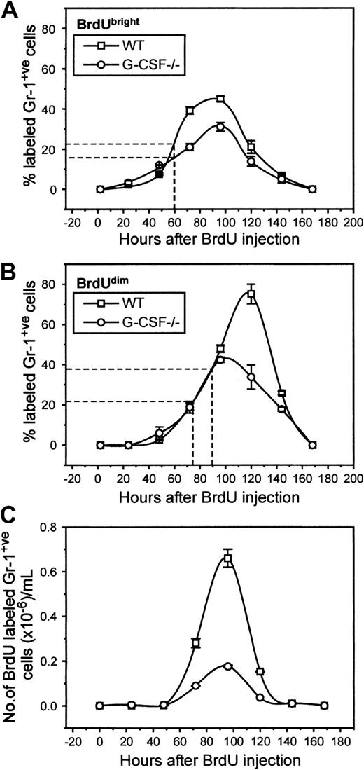 Fig. 5. Kinetics of appearance of BrdU-labeled granulocytes in circulation of wild-type and G-CSF–deficient mice. / The top (A) and the middle (B) panels show the proportion of granulocytes that are BrdUbright and BrdUdim in the blood of wild-type and G-CSF–deficient mice, respectively. The bottom panel (C) shows the number of BrdU-positive granulocytes in the blood of wild-type and G-CSF–deficient mice. The average time of appearance of BrdUbright and BrdUdimgranulocytes in wild-type and G-CSF–deficient mice is marked on the x-axes in panels (A) and (B). This is a representative plot of 3 independent experiments showing similar results. Data are represented as mean ± SEM (n = 3).