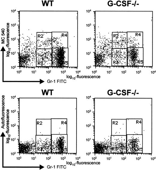 Fig. 6. Representative dot blot to show apoptosis of Gr-1–positive cells as detected by MC-540 staining. / Bone marrow cells were harvested from G-CSF–deficient and wild-type mice and immediately stained with MC-540 dye and Gr-1 FITC antibody. The cells were analyzed by 2-color flow cytometry using Cell Quest software. Regions R2 and R4 represent apoptotic cells in Gr-1lo and Gr-1bright populations, respectively. Regions R3 and R5 represent nonapoptotic cells in Gr-1lo and Gr-1bright populations, respectively. In the bottom panel, cells were stained only with Gr-1-FITC antibody, and their red autofluorescence under the same settings was determined. The regions were adjusted to take into account background autofluorescence.
